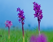 Early Purple Orchid (Tom McDonnell)